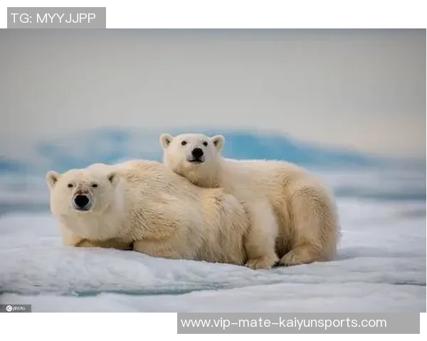 绰号北极熊的足球明星如何在绿茵场上展现冰雪般的冷静与力量